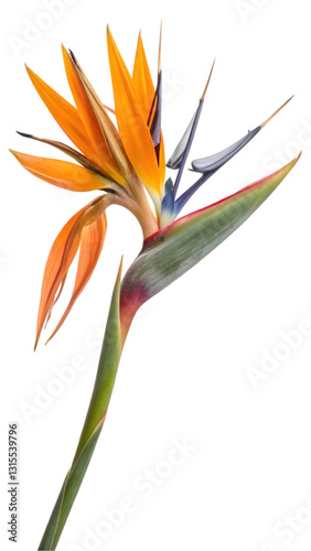 orange lily isolated on white