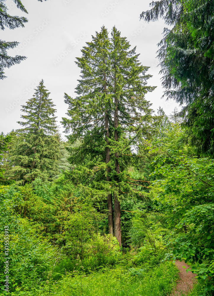 Daytime view of the landscape of Hoyt Arboretum