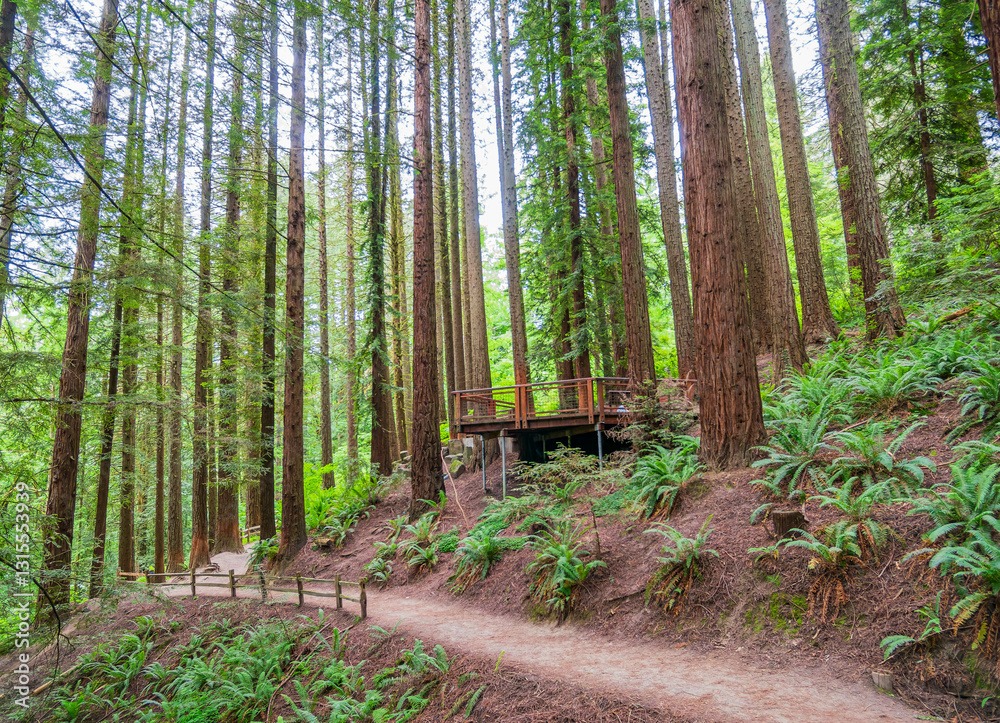 Daytime view of the landscape of Hoyt Arboretum