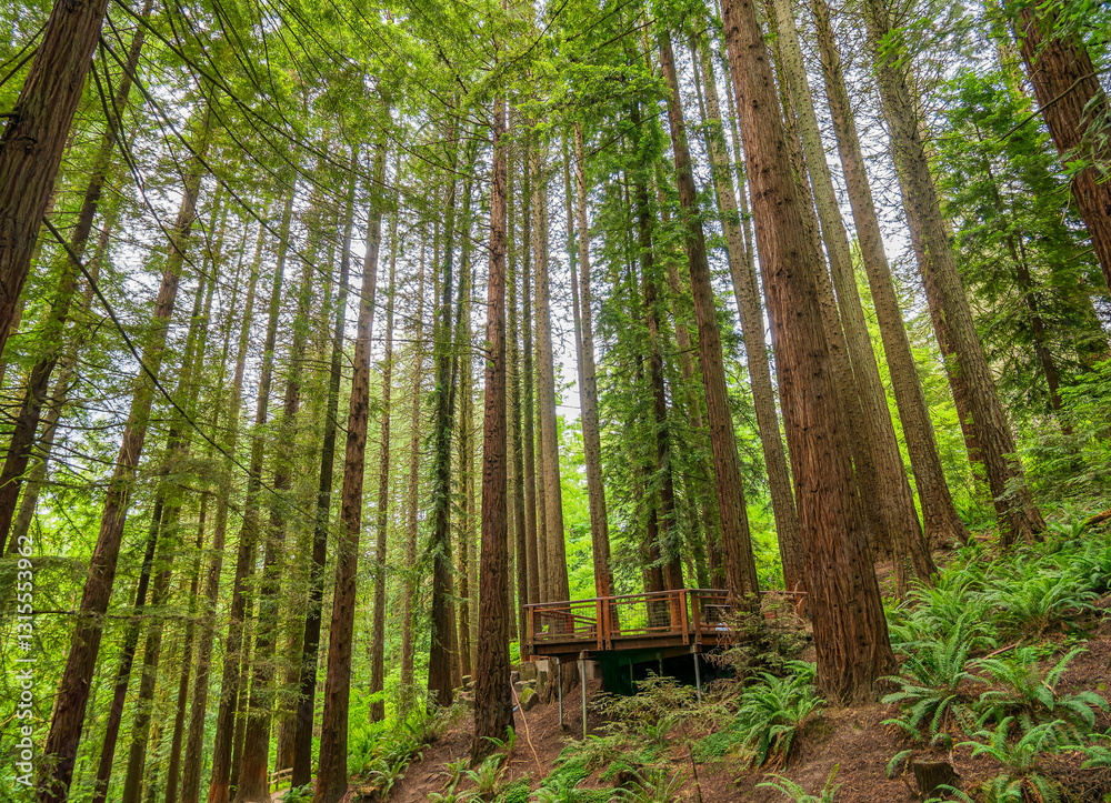 Daytime view of the landscape of Hoyt Arboretum