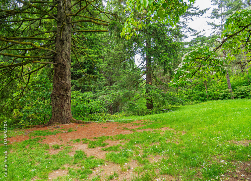 Daytime view of the landscape of Hoyt Arboretum