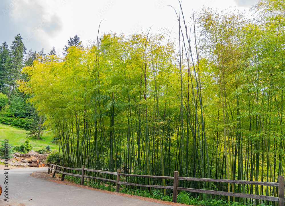 Daytime view of the landscape of Hoyt Arboretum