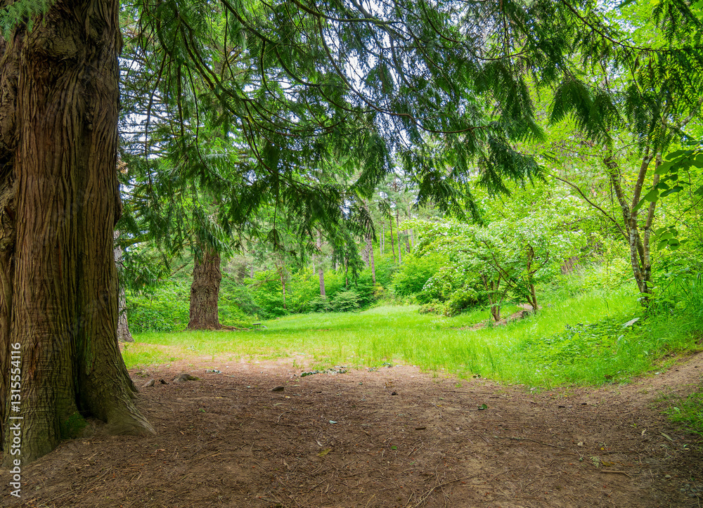 Daytime view of the landscape of Hoyt Arboretum