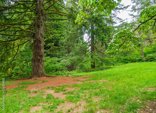 Obraz na płótnie Daytime view of the landscape of Hoyt Arboretum w salonie