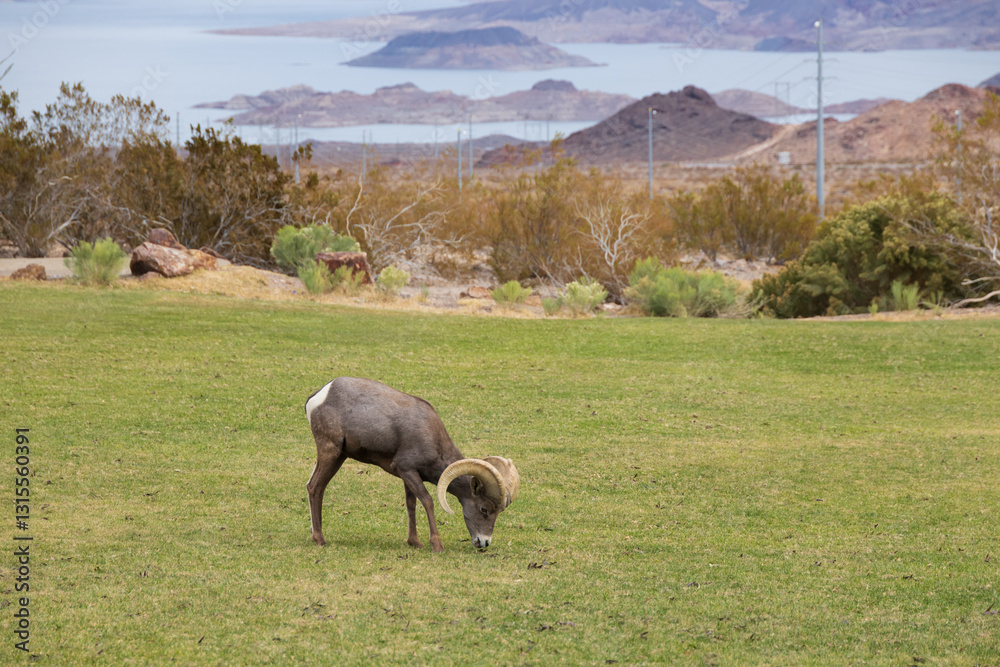 Fototapeta premium Bighorn sheep herd grazing