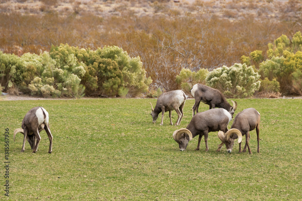 Fototapeta premium Bighorn sheep herd grazing