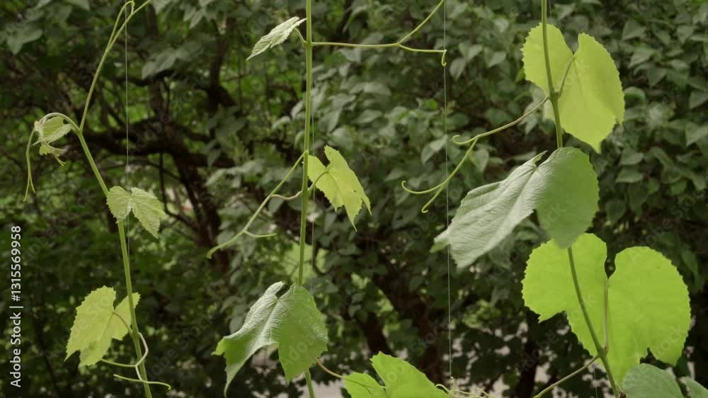 Delicate grapevine shoots stretch skyward, their slender tendrils curling around supports. Sunlit leaves display intricate textures against a lush green backdrop. Delicate grapevine shoots stretch skyward, their slender tendrils curling around supports. Sunlit leaves display intricate textures against a lush green backdrop.