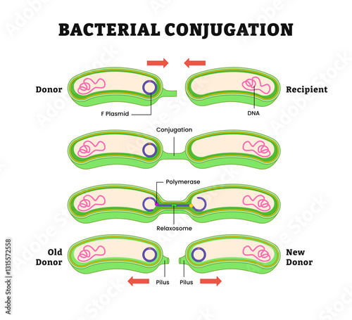 Bacterial conjugation process diagram, step by step poster design. Transfer of genetic material. Labeled donor, recipient, plasmid, dna, polymerase, relaxosome, pilus. pilus, or tube-like structure.
