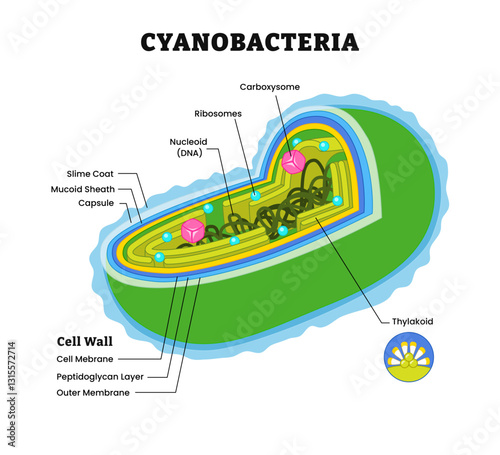 Cyanobacteria structure anatomy, diagram poster. medical illustration. Bacteria internal,  Biological blue green algae diagram carboxysome, thylakoid, phycobilisome, autotrophic gram-negative bacteria