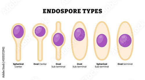 Different types of endospore types. Diagram poster. Medical illustration vector. Labeled Spherical, oval, terminal, sub terminal, center. Endospore is dormant, tough, and non-reproductive structure.