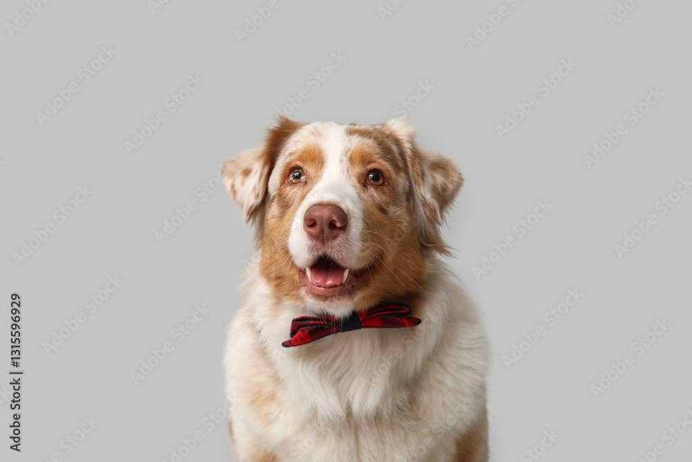 Cute Australian Shepherd dog with bow tie on grey background Cute Australian Shepherd dog with bow tie on grey background