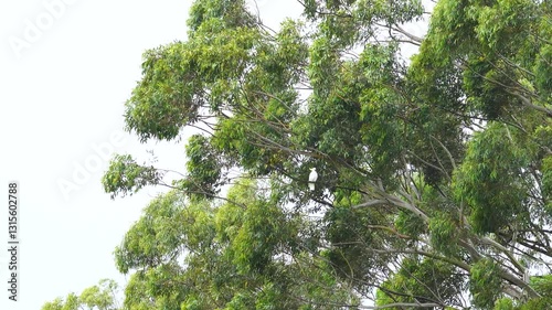 Sulphur-crested cockatoo (Cacatua galerita) in the storm. holding tight to a gum tree.