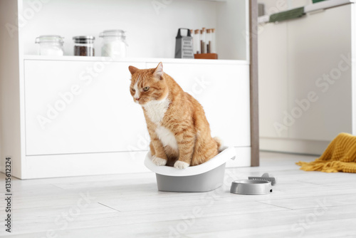 Cute cat on litter box at home