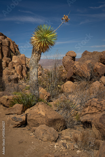 Joshua Tree