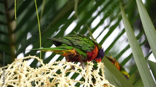  2 Rainbow lorikeets are preening during storm.