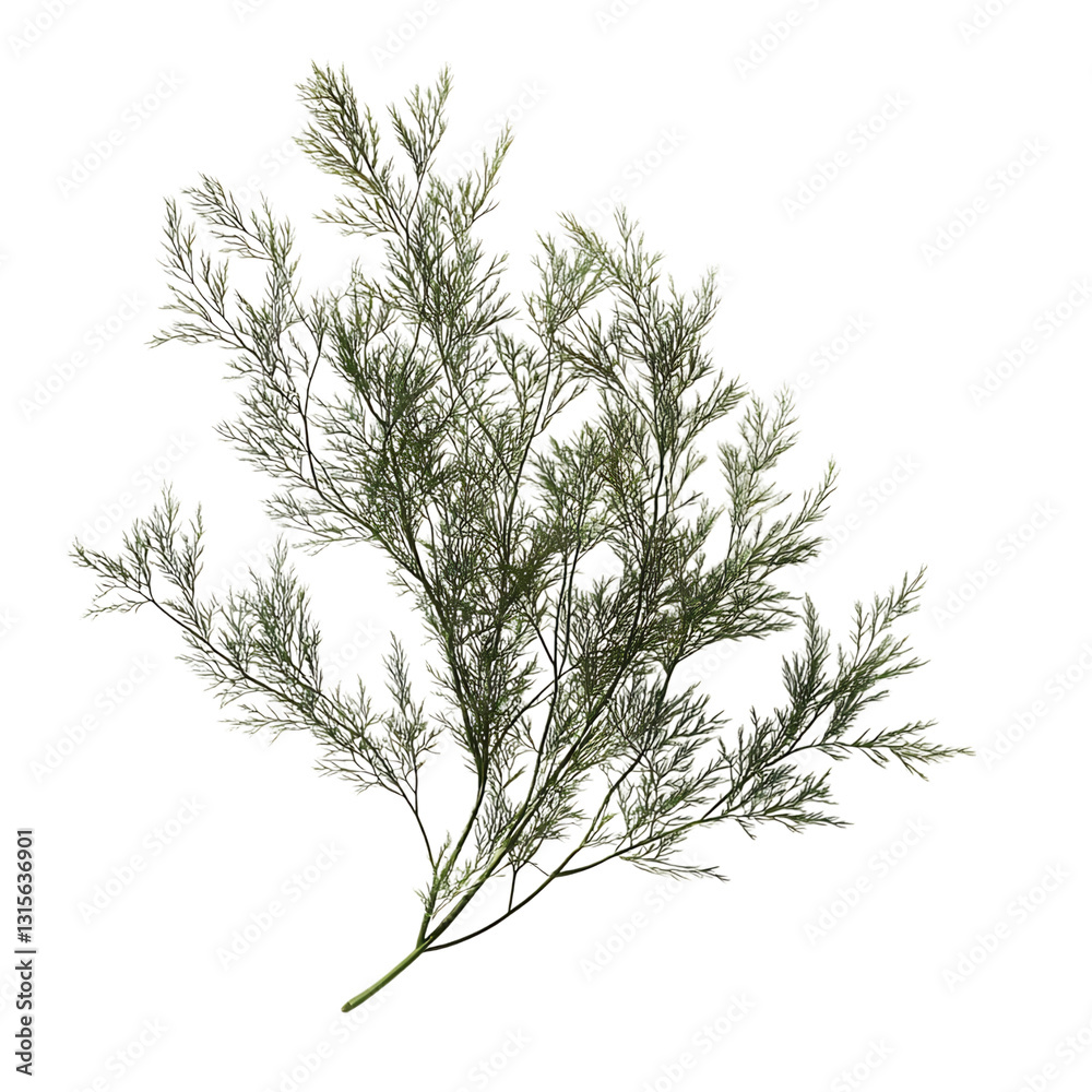 Naklejka premium A Bunch of Fresh Dill with Feathery Green Leaves and White Flowers Isolated on Transparent Background