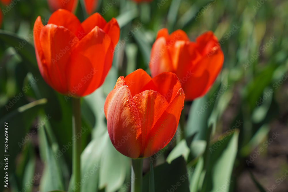 Lovely Deep Orange Tulip with dark green stems with morning dew at the Ottawa Tulip Festival,Commissioners Park in Ottawa,Ontario,Canada Lovely Deep Orange Tulip with dark green stems with morning dew at the Ottawa Tulip Festival,Commissioners Park in Ottawa,Ontario,Canada