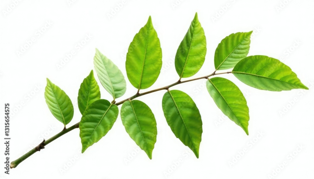 Long isolated branch with leaves on white background, green, nature Long isolated branch with leaves on white background, green, nature