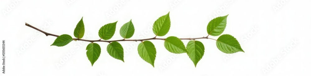 Naklejka premium Single isolated branch with leaves on white background, green, simplicity