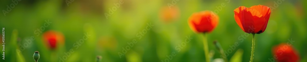 Fototapeta premium Small green leaves and stems forming the shape of a single red poppy, red poppy, spring, leaf