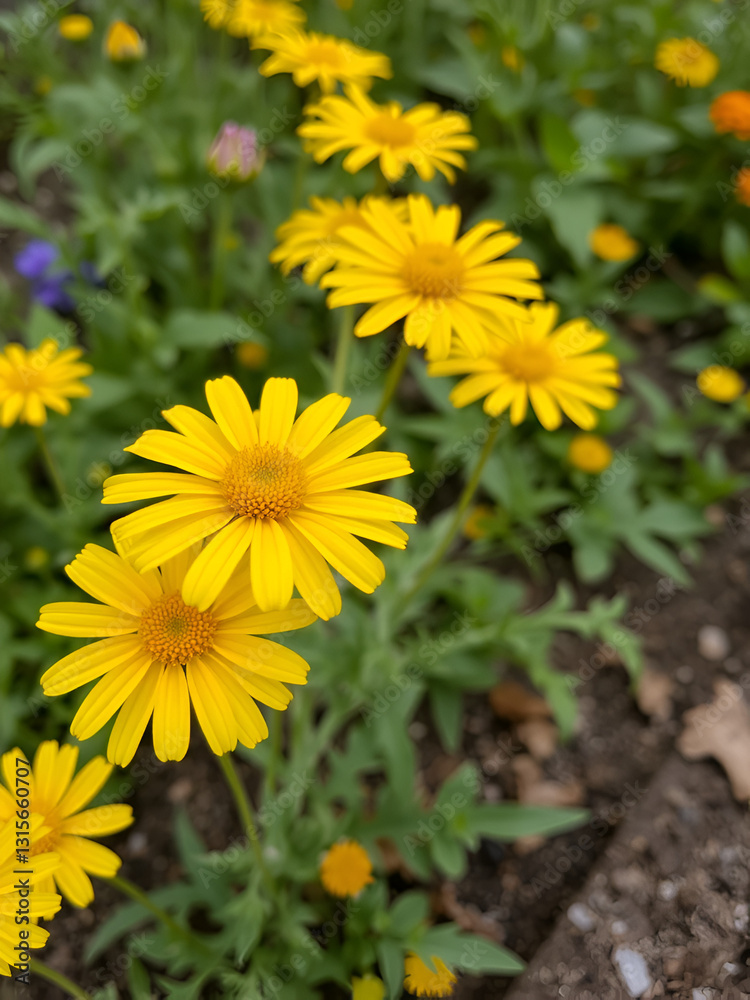 yellow flowers in the garden yellow flowers in the garden
