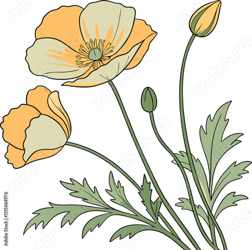  Water color Welsh poppy flower vector art.