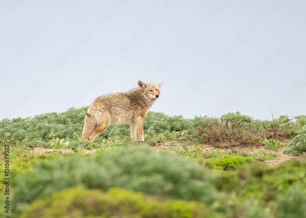 Coyote (Canis latrans) - Point Reyes National Seashore, Northern California, North America