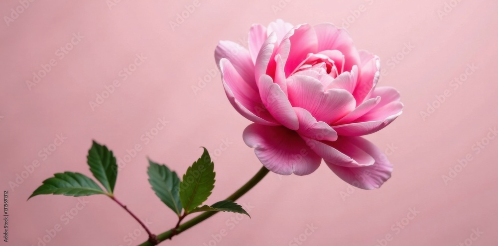 Pink peony stem with leaves , greenery, foliage, pink Pink peony stem with leaves , greenery, foliage, pink