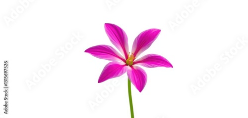 A single, vibrant bloom isolated against a pure white backdrop, stem, summer