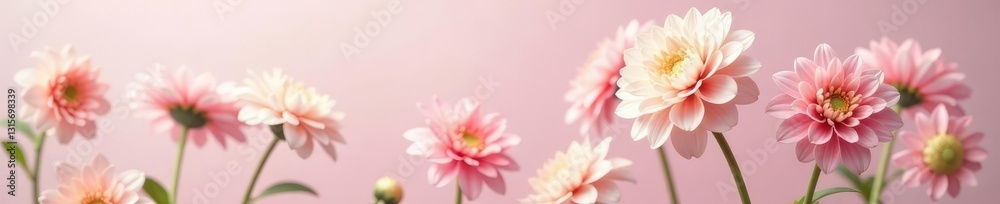 Obraz premium Delicate dahlia stems against a soft pastel background, pastel, delicate