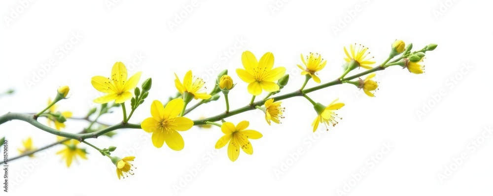 Long thin branch with small yellow flowers isolated on white background, greenery, spring foliage Long thin branch with small yellow flowers isolated on white background, greenery, spring foliage