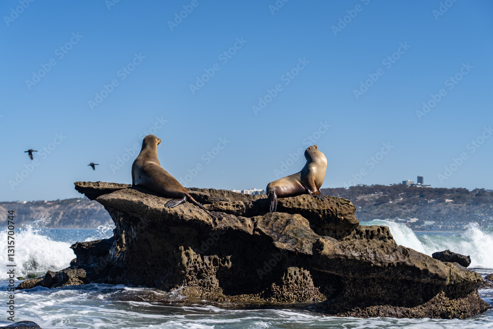 Fototapeta premium The California sea lion (Zalophus californianus) is a coastal eared seal native to western North America. La Jolla Cove, San Diego, California. 