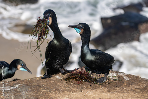 Brandt's cormorant (Urile penicillatus) is a strictly marine bird of the cormorant family of seabirds that inhabits the Pacific coast of North America. La Jolla Cove, San Diego, California. photo