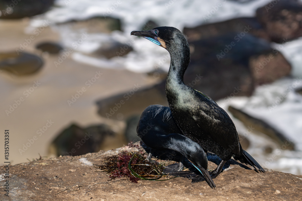 Fototapeta premium Brandt's cormorant (Urile penicillatus) is a strictly marine bird of the cormorant family of seabirds that inhabits the Pacific coast of North America. La Jolla Cove, San Diego, California.