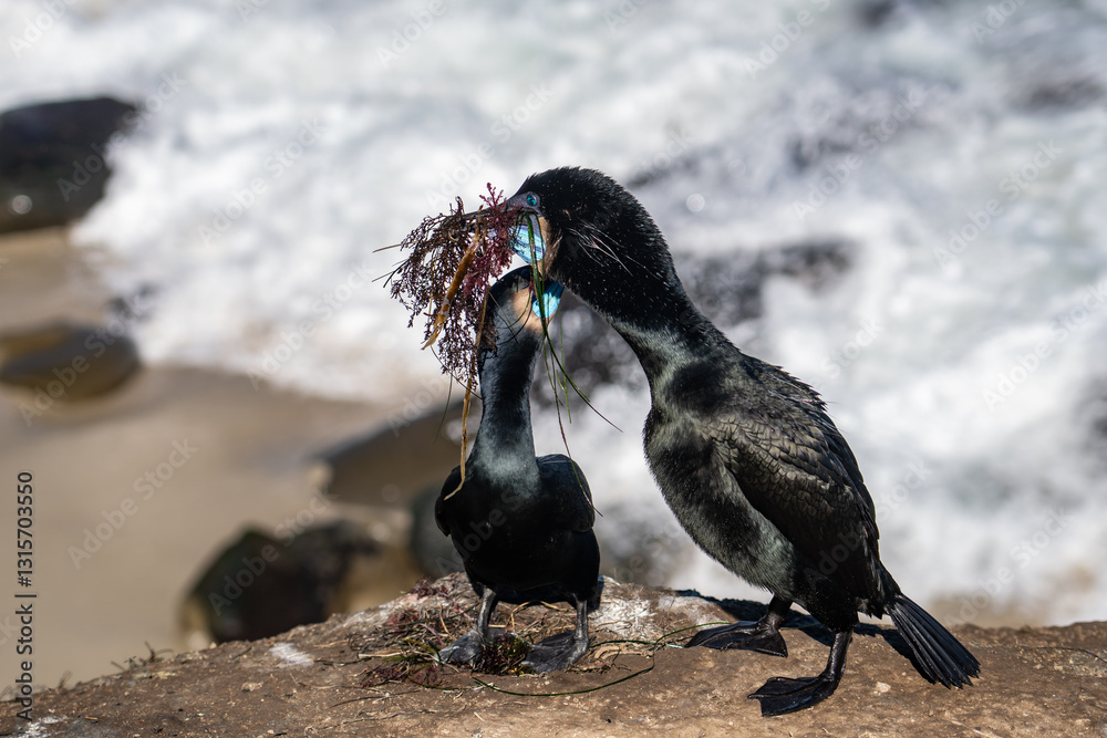 Fototapeta premium Brandt's cormorant (Urile penicillatus) is a strictly marine bird of the cormorant family of seabirds that inhabits the Pacific coast of North America. La Jolla Cove, San Diego, California.