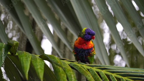 Rainbow lorikeet in the storm that holding palm leaves and almost blown away. challenging weather