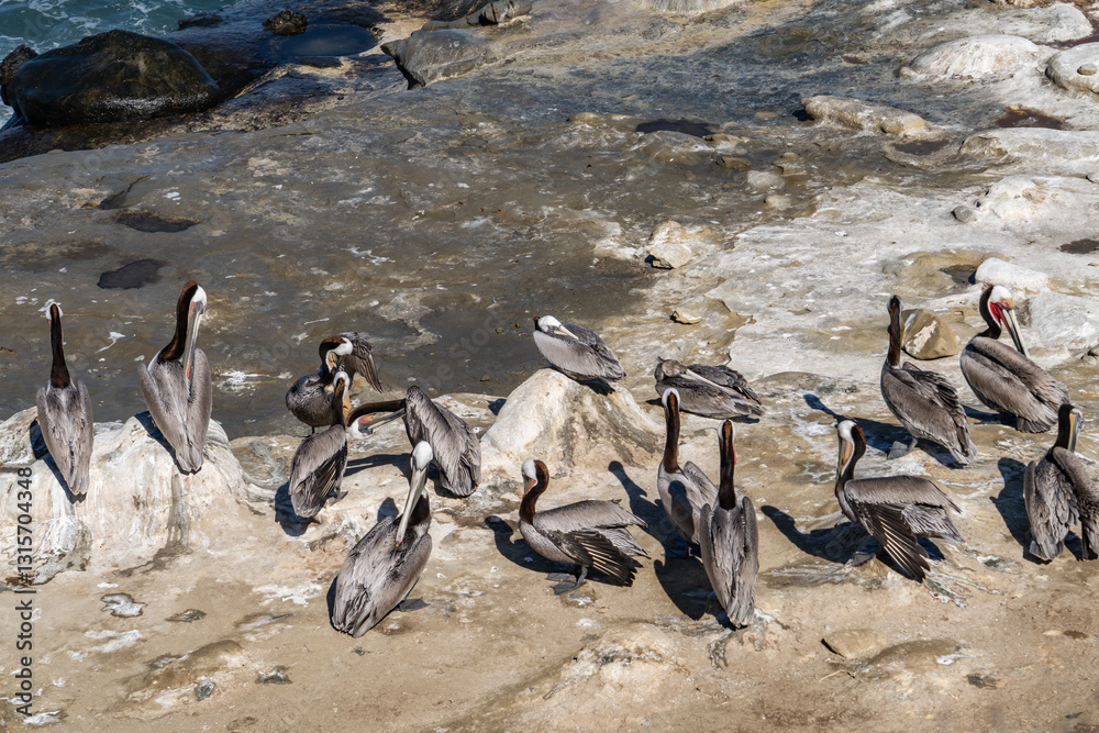 Obraz premium The brown pelican (Pelecanus occidentalis) is a bird of the pelican family, Pelecanidae, one of three species found in the Americas. La Jolla Cove, San Diego, California. 