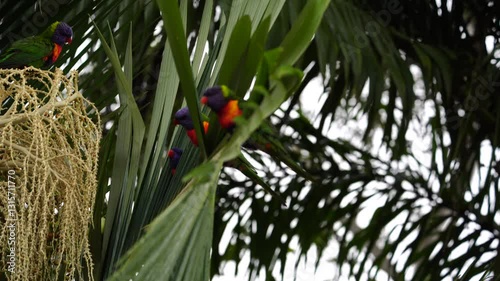 Rainbow lorikeet in the storm that holding palm leaves and almost blown away.