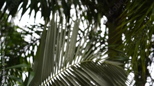 Rainbow lorikeet in the storm that holding palm leaves and almost blown away.
