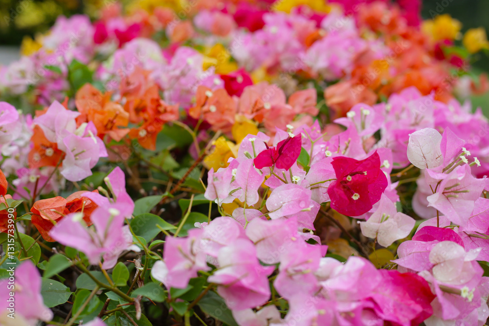 Obraz premium Colorful bougainvillea flowers in full bloom. A vibrant mix of pink, orange, yellow, and white
