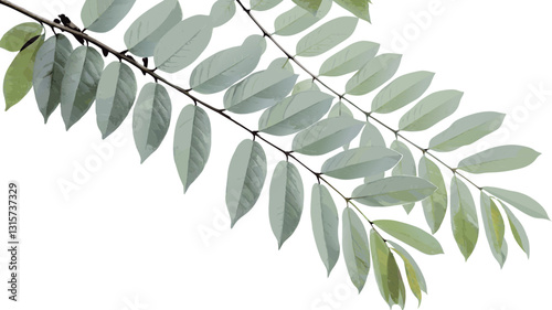 green leaves, vector, illustration, acacia