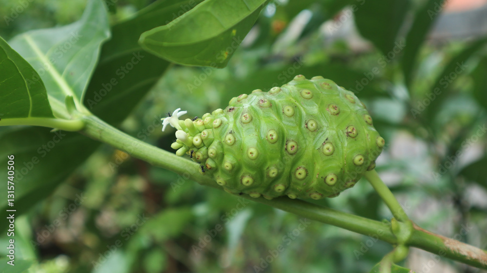 Noni plant fruit or Mengkudu or Morinda citrifolia hanging on the tree brunch. herb plants Noni plant fruit or Mengkudu or Morinda citrifolia hanging on the tree brunch. herb plants