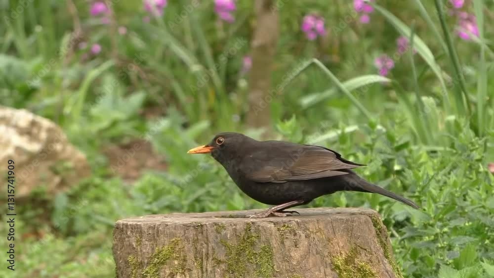 Birds feeding in green nature, forest wildlife birds, birds foraging for food, birds eating in forest. Birds feeding in green nature, forest wildlife birds, birds foraging for food, birds eating in forest.