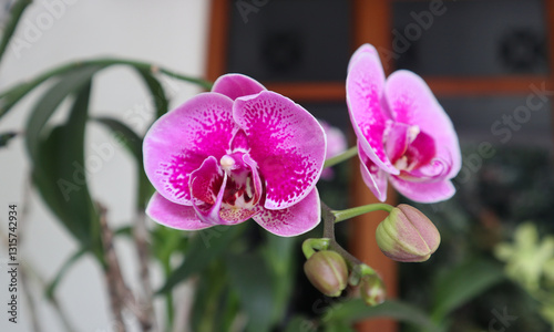 Selective focus Phalaenopsis amabilis, commonly known as the purple moon orchid or moth orchid in India and as anggrek bulan ungu in Indonesia. close up photo