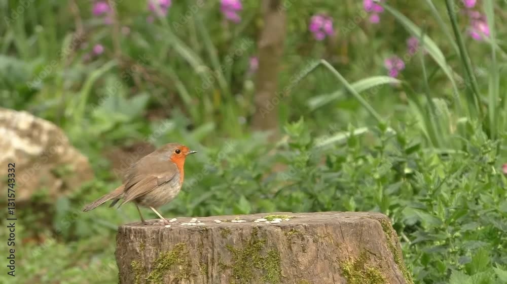 Birds feeding in green nature, forest wildlife birds, birds foraging for food, birds eating in forest. Birds feeding in green nature, forest wildlife birds, birds foraging for food, birds eating in forest.