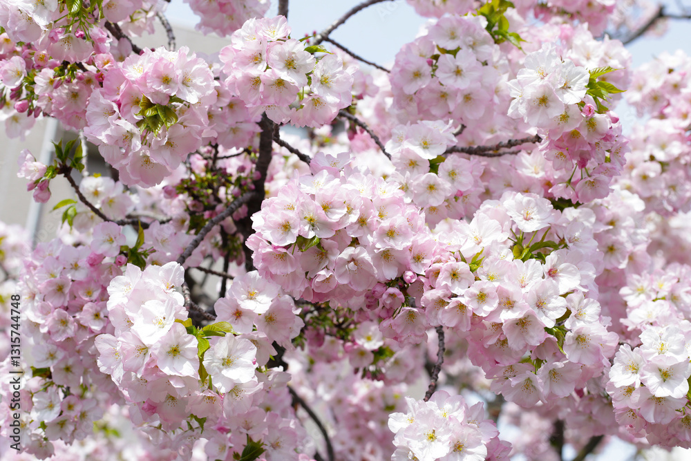 Fototapeta premium Branches of sakura flowers, cherry blossom