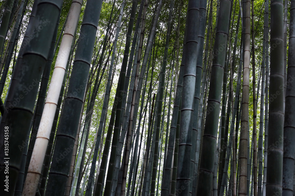 Arashiyama Bamboo Forest, Bamboo Grove Kyoto, Japan Arashiyama Bamboo Forest, Bamboo Grove Kyoto, Japan