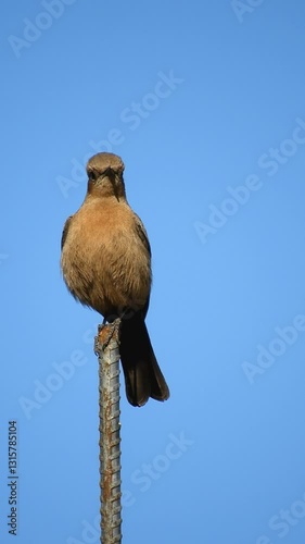 Brown rock chat Or Bruine Rotsspekvreter - 4k Vertical Video photo