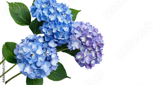Blooming hydrangea flowers with green leaves on transparent background