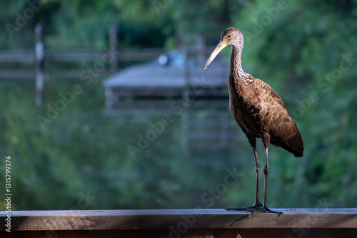a limpkin (Aramus guarauna), seen at Reserva Ecologica Costanera Sur nature reserve in Buenos Aires, Argentina